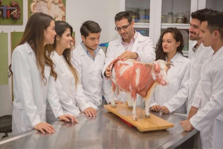 Anuncio de contratación para profesor con doctorado en veterinaria